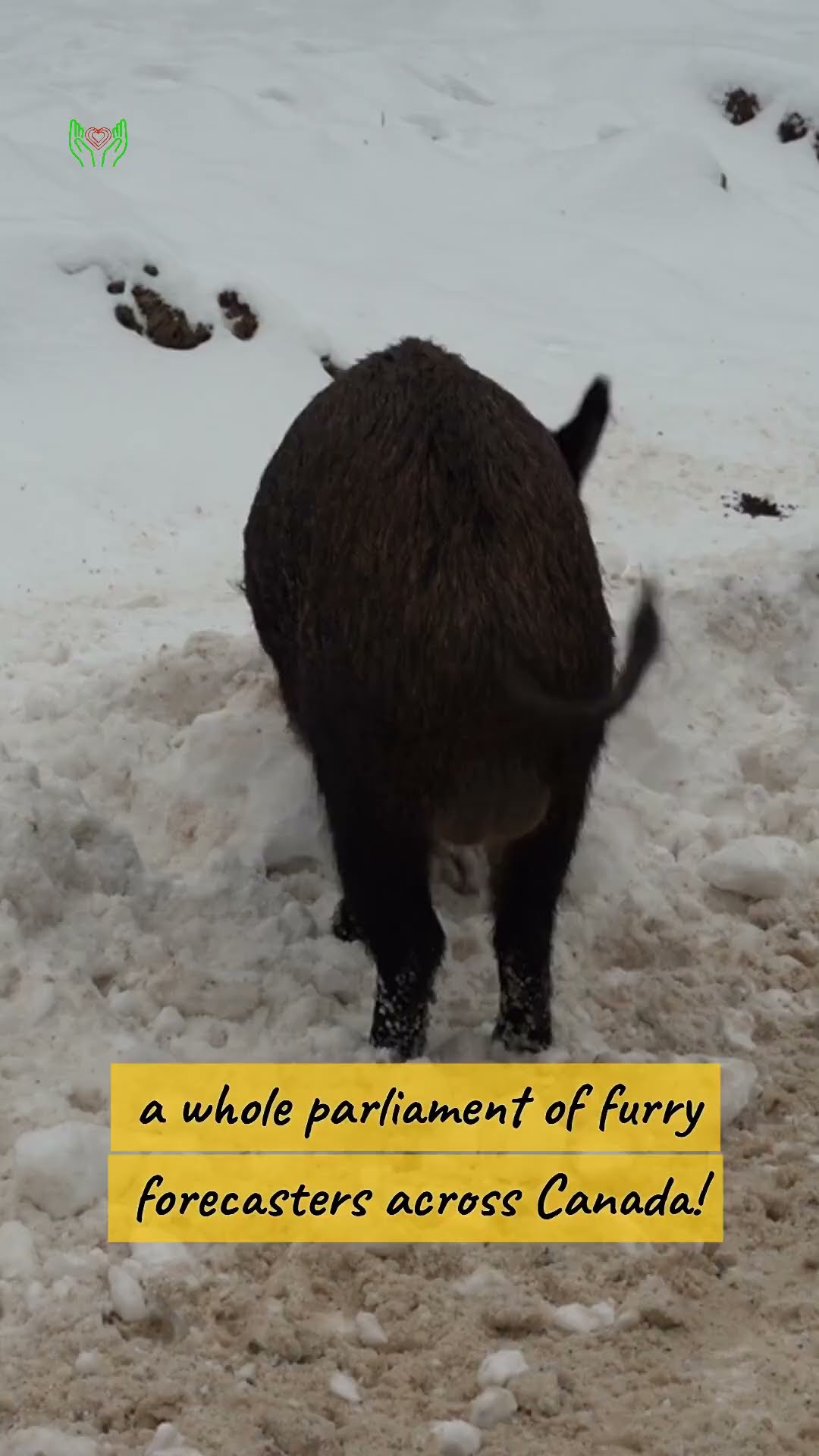 Decoding Groundhog Day  The Groundhog Parliament - YouTube