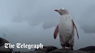 video: Rare white gentoo penguin discovered in Antarctica