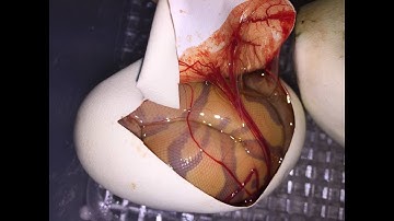 Amazing Ball Python Egg Opening with Crashsite and DTG