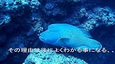 巨大魚 コブダイ The Huge Fish Asian Sheepshead Wrasse Youtube
