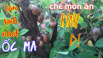 Cách làm sạch nhớt Ốc Ma (ốc sên), xào sả ớt/Ai Ho
