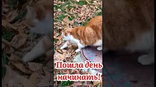 С Добрым Утром! Заводная Музыка!#Shorts