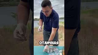 ВОБЛА ОЧИЩЕННАЯ С ИКРОЙ🐟 #вобла #икра #рыба #астрахань