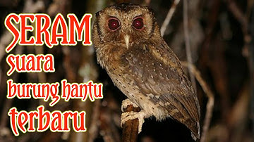 SUARA BURUNG HANTU PALING SERAM TERBARU || penakut wajib tonton