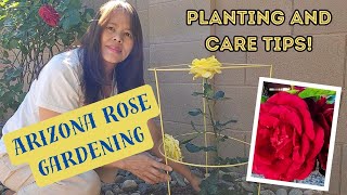 How to Grow Roses in Arizona? Planting, Growing, and Blooming Success! @jingle1971