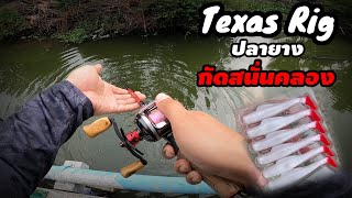 ตกปลาช่อนคลอง ด้วยเหยื่อปลายาง Texas Rig น้ำน้อย กัดสนั่นคลอง