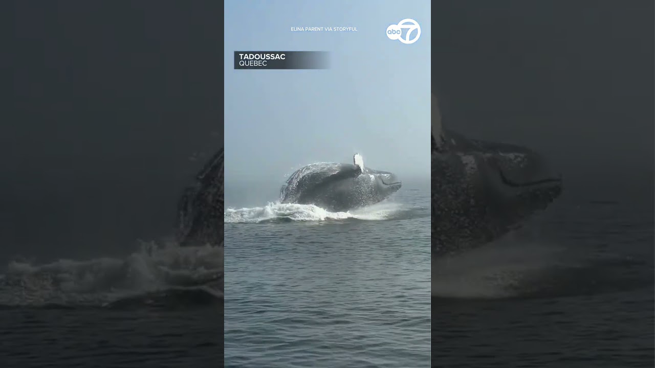 Massive whale breach stuns onlookers off the coast of Quebec