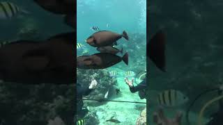 Ichthyosaur vs Marlin