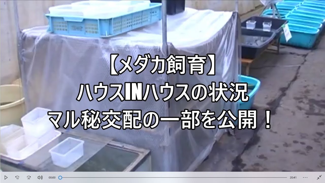 【メダカ飼育】ハウスinハウスの状況 マル秘交配の一部を公開！