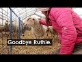 Euthanizing A Ewe (Sad Day)  |  Vlog49