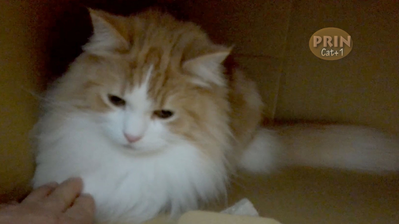 猫カフェ 横浜 PRIN, hand out from a large cardboard box