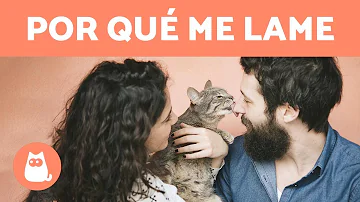 ¿Por qué mi gato me agarra la mano y me lame?