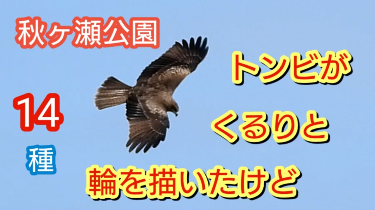 秋ヶ瀬公園14種　楽しい探鳥　Wアカゲラ　マヒワ　キクイタダキ　2月下旬