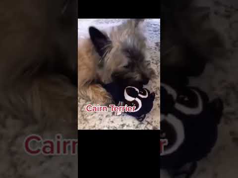 Video: Cairni terjer