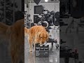doggy lights camera action