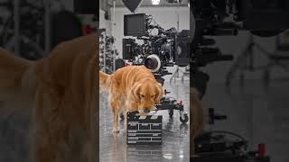 doggy lights camera action