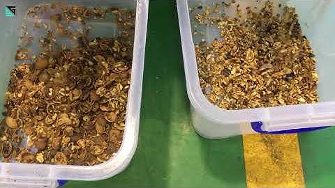 SG walnut color sorter/sorting machine seperate the shells from the kernals