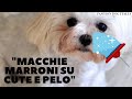 Macchie marroni su cute e pelo del cane ecco come eliminarle