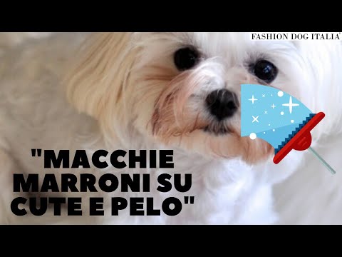 Video: Overdose di glucosamina nei cani