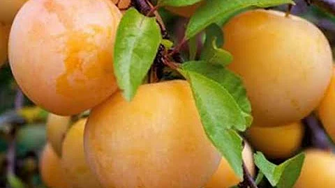 Вот зачем рекомендуют есть алычу весь сезон