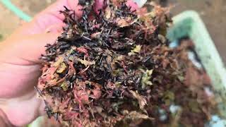 CASCA DE ARROZ CARBONIZADA | VEJA COMO USAR E ONDE 