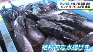 ビンナガマグロの水揚げ好調　４１年ぶりに金額の最高記録を更新　宮城・気仙沼港