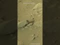 Perseverance Rover mars #mars #shorts credit nasa.gov