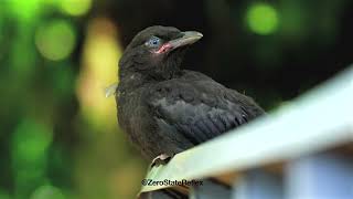 Baby Crows Are So Cute