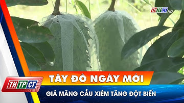 Giá mãng cầu xiêm tăng đột biến | Cần Thơ TV