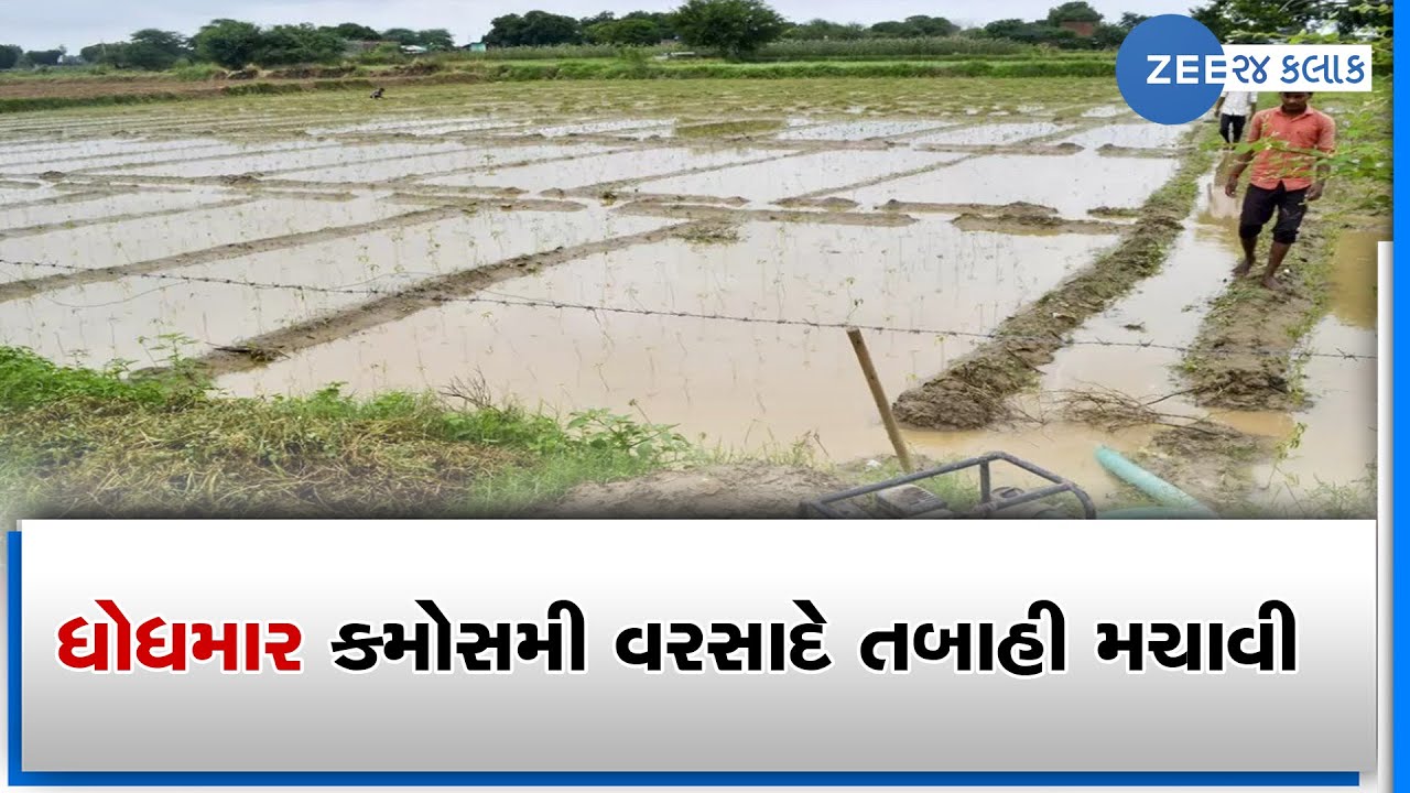 Farmers demand compensation for crop loss due to unseasonal rainfall in ...