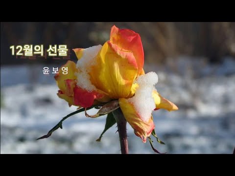 12월의 선물 / 윤보영