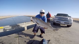 Giant California Aqueduct Striper (My Personal Best)