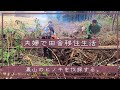【夫婦で田舎移住生活】裏山のヒノキを伐採する。| 山林 | 山開拓 | 伐採 | 焚き火 | DIY | 田舎暮らし | 宮崎 | えびの