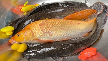 Kem Chanel đi bắt cá, cá vàng, cá trê bự, con vịt, hươu cao cổ, tắc kè, ốc mượn hồn thả vào bể bơi