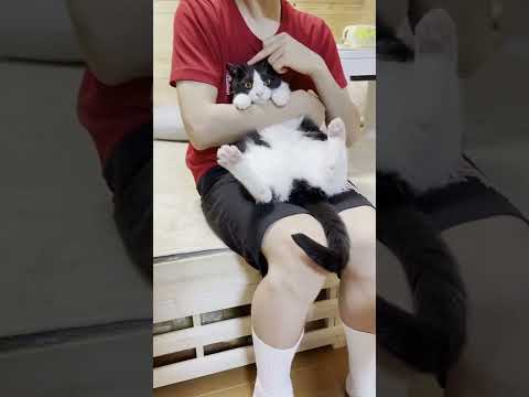 抱っこされた猫の耳がピコーンと立つ瞬間がかわいい　#shorts