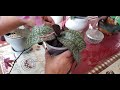 Un carecollab sur phalaenopsis schilleriana