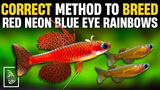 RED NEON BLUE EYE RAINBOWFISH BREEDING GUIDE ✅ | How to BREED Rainbowfish | Serendib Aquatics