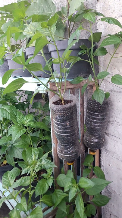 MENANAM CABE DI BOTOL BEKAS