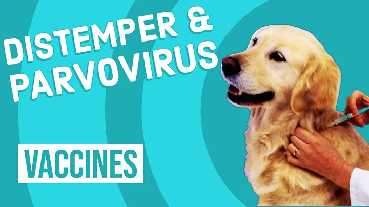 Canine Distemper & Parvovirus Vaccine - DayDayNews