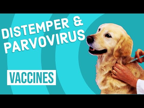 Video: Canine Distemper Vaccines