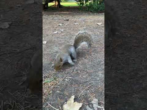 Squirrel in Italy