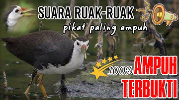Suara Burung Wak Wak || Burung Ruak Ruak Terbaik Gacor 1 JAM