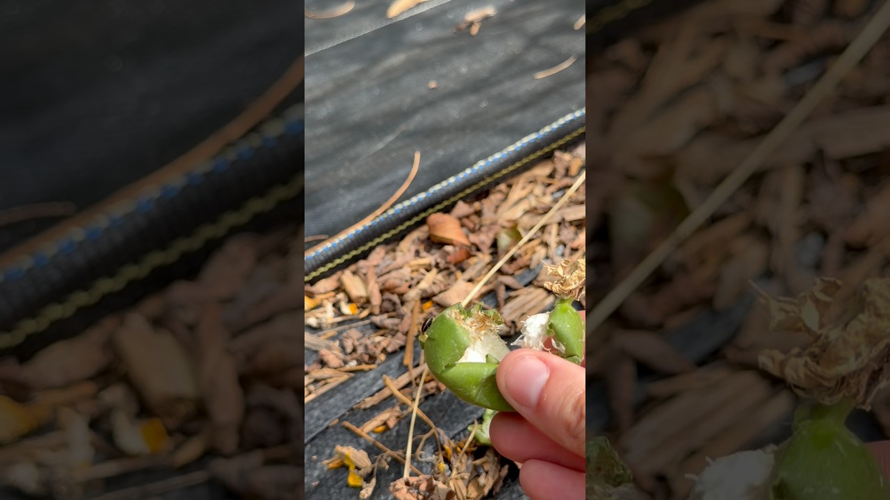 Uploads from From Seed to Spoon Garden Planning App