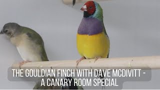 The Gouldian Finch with Dave McDivitt  A Canary Room special