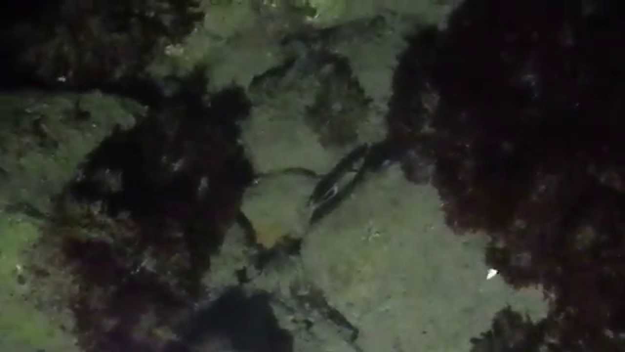 15 10 31 浜名湖 セグロチョウチョウウオ 浜松海水魚クラブ Youtube 15 10 31 浜名湖 セグロチョウチョウウオ 浜松海水魚クラブ Youtube