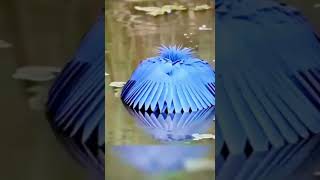 blue umbrella bird