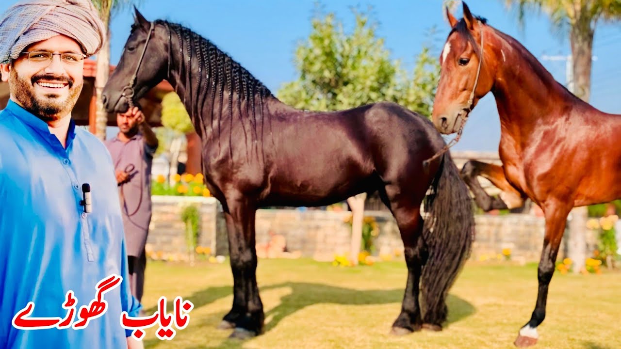 Abas Rind Nayab Horse Pasand Aa Gaye 🐎 | Sagheer Abbas Rind 🚙 - YouTube