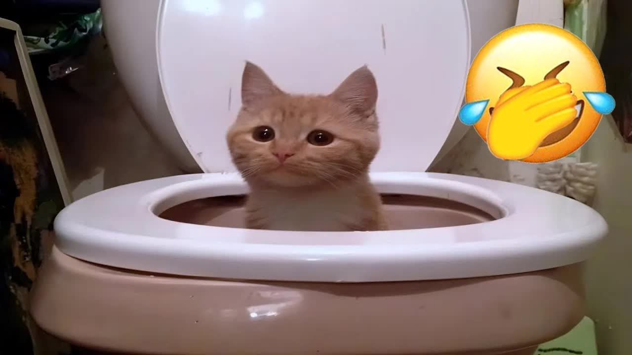 Cute ANIMALS That Will Make You Fall In Love 😍 Hilarious Cat & Dog Friendship 🤝