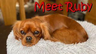 Meet Ruby our 3rd family dog CKCS