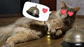 【変な猫】strange cat 呼鈴が好きすぎる猫 A cat who loves the doorbell too much